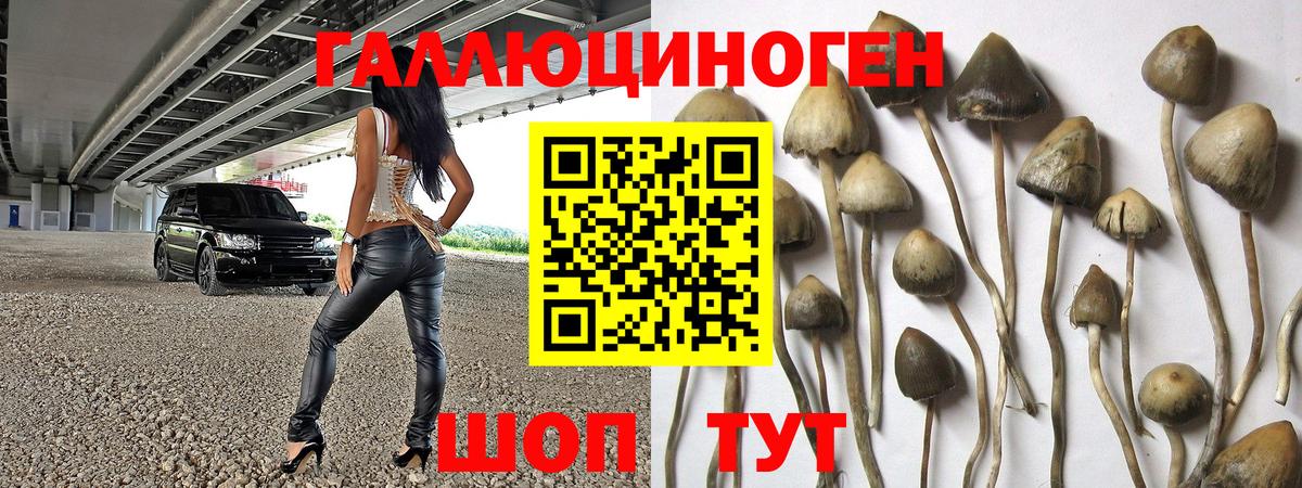 Псилоцибиновые грибы Psilocybe  Светлоград 